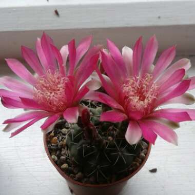 Gymnocalycium baldianum