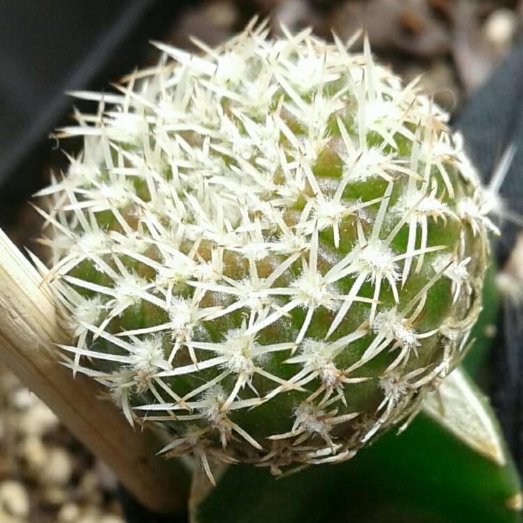 plant image 1209878 plant image 1209878