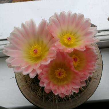 Parodia Mammulosa syn. Notocactus roseoluteus