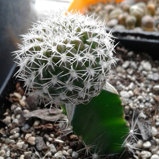 plant image 1216174 plant image 1216174