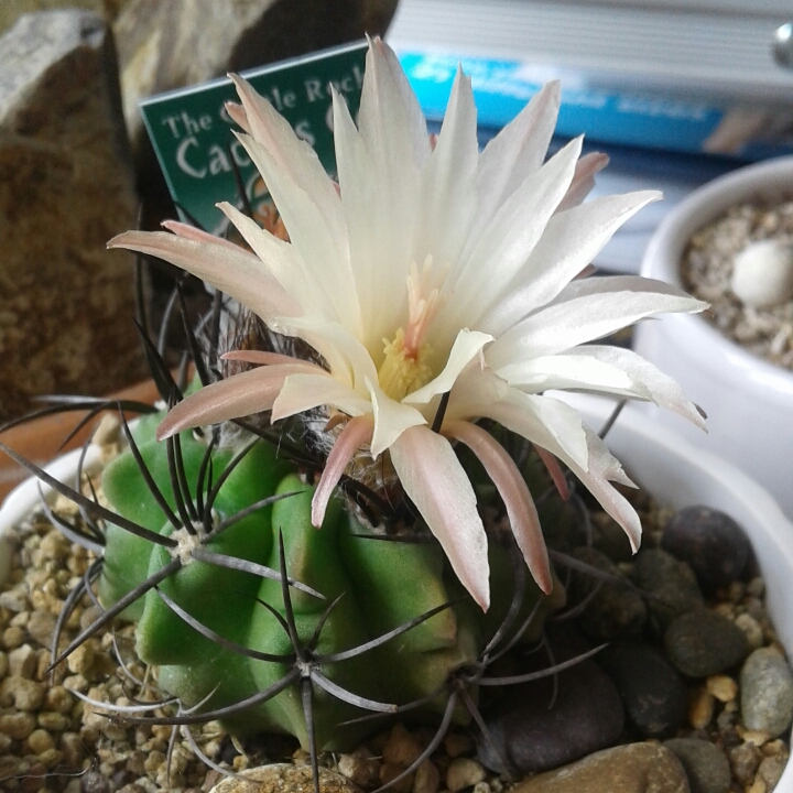 Plant image Eriosyce heinrichiana