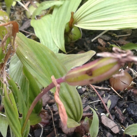 plant image 1221576 plant image 1221576