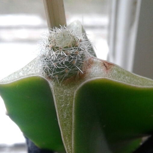 plant image 1223294