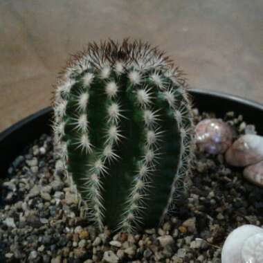 Echinocereus reichenbachii