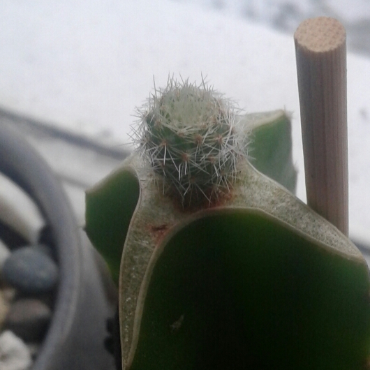 plant image 1231955