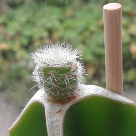 plant image 1238331