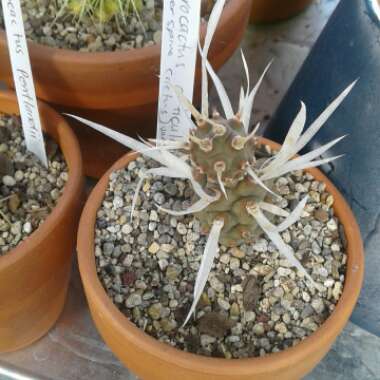 Tephrocactus articulatus