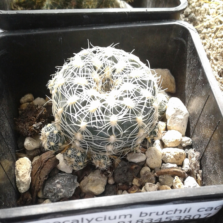 Plant image Gymnocalycium Bruchii