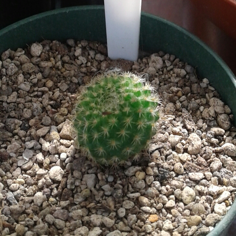 Plant image Rebutia pulvinosa