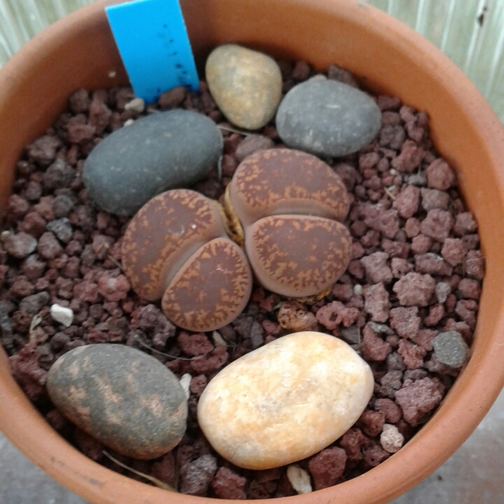 plant image 1266630 plant image 1266630