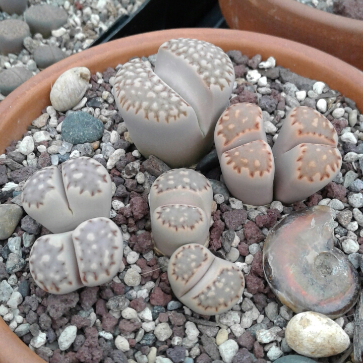 plant image 1266648 plant image 1266648