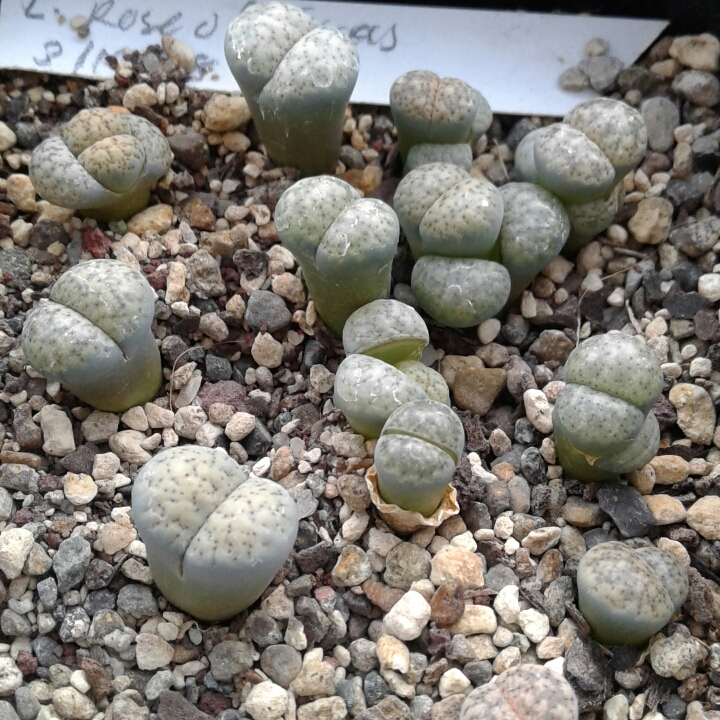 plant image 1266667 plant image 1266667