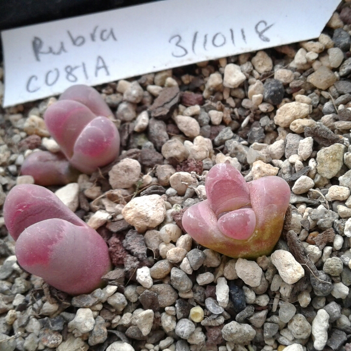 plant image 1266668 plant image 1266668