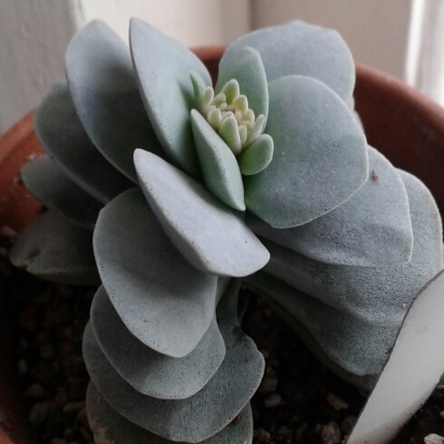 plant image 1292540 plant image 1292540