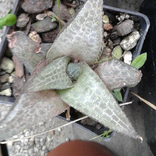 Plant image Haworthia Tessellata