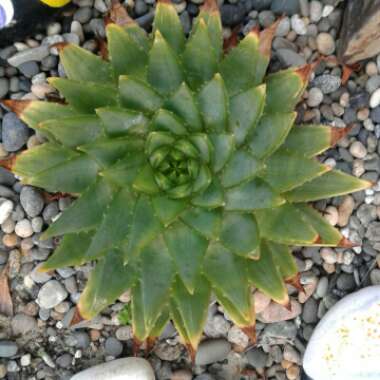 Aloe Polyphylla