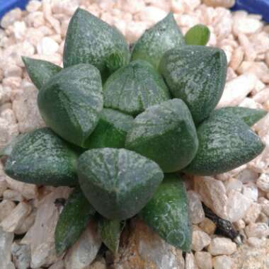 Haworthia