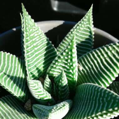 Haworthiopsis limifolia 'Spider White' syn. Haworthia limifolia 'Spider White'