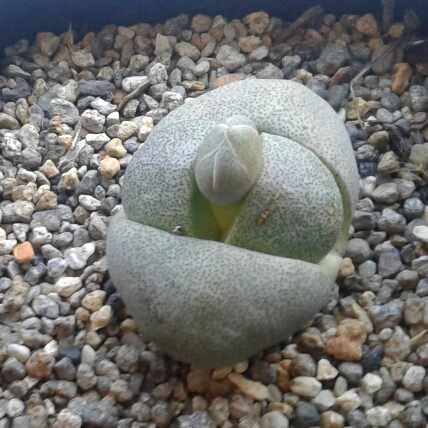 plant image 1357608