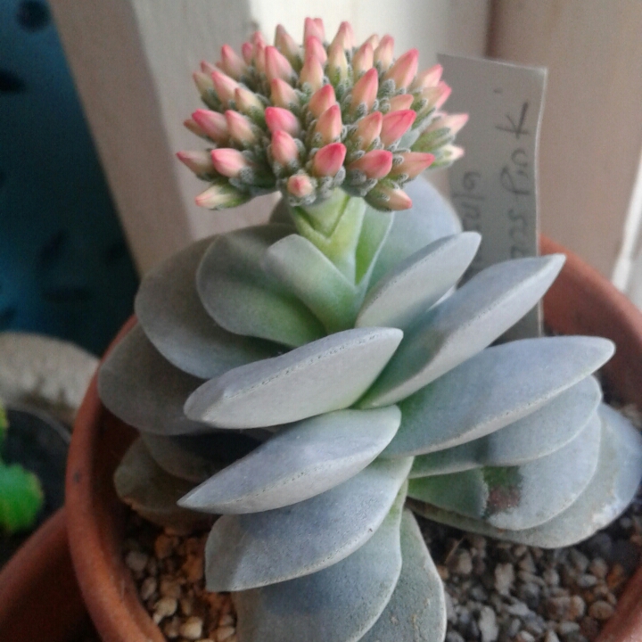 plant image 1357611 plant image 1357611