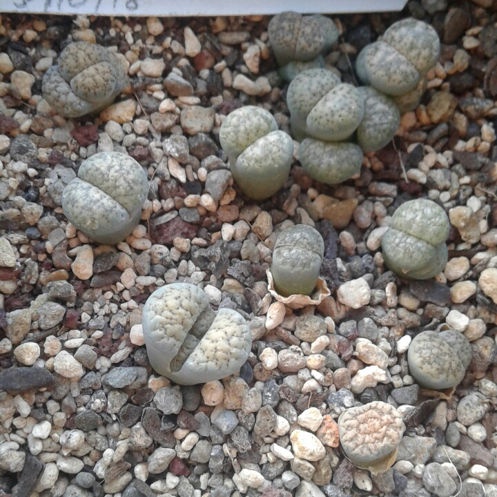 plant image 1357621 plant image 1357621