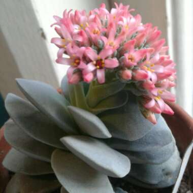 Crassula 'Morgan's Beauty'