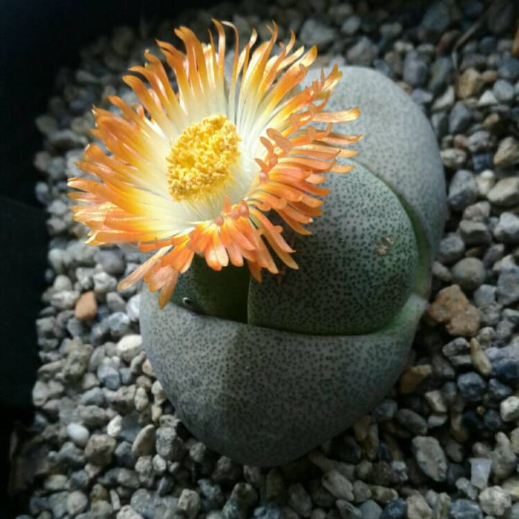 plant image 1369970