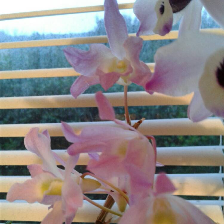 plant image 1376905