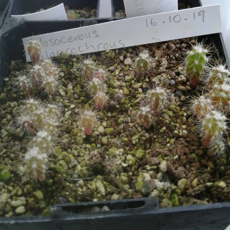 Plant image Pilosocereus glaucescens