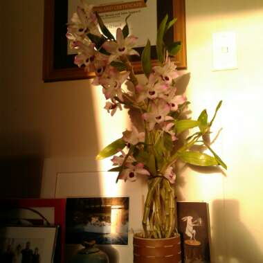 Dendrobium Nobile