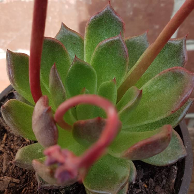 plant image 1392067