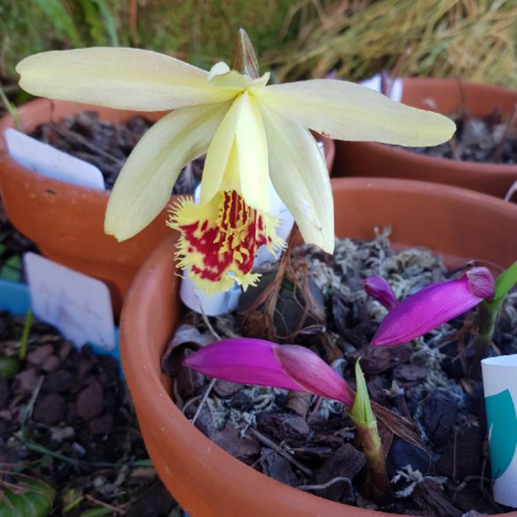 plant image 1395462