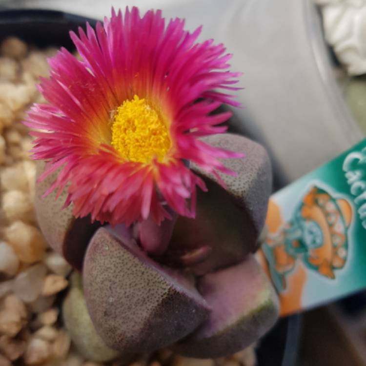 plant image 1399035