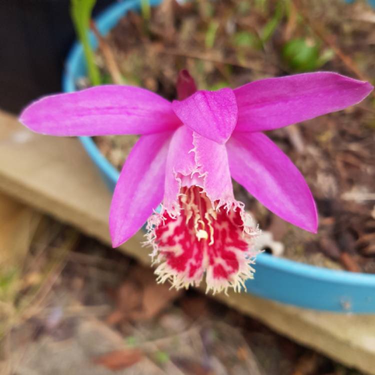 plant image 1400299