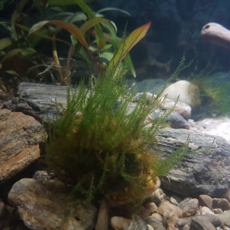 plant image 1410211 plant image 1410211