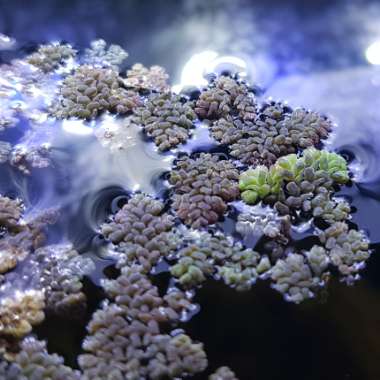 Azolla Rubra 