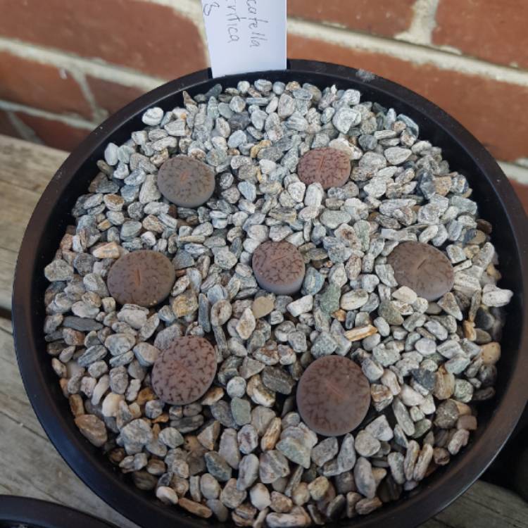 Plant image Lithops Pseudotruncatella subsp. Dendritica C073