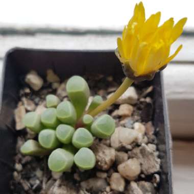 Fenestraria Rhopalophylla 