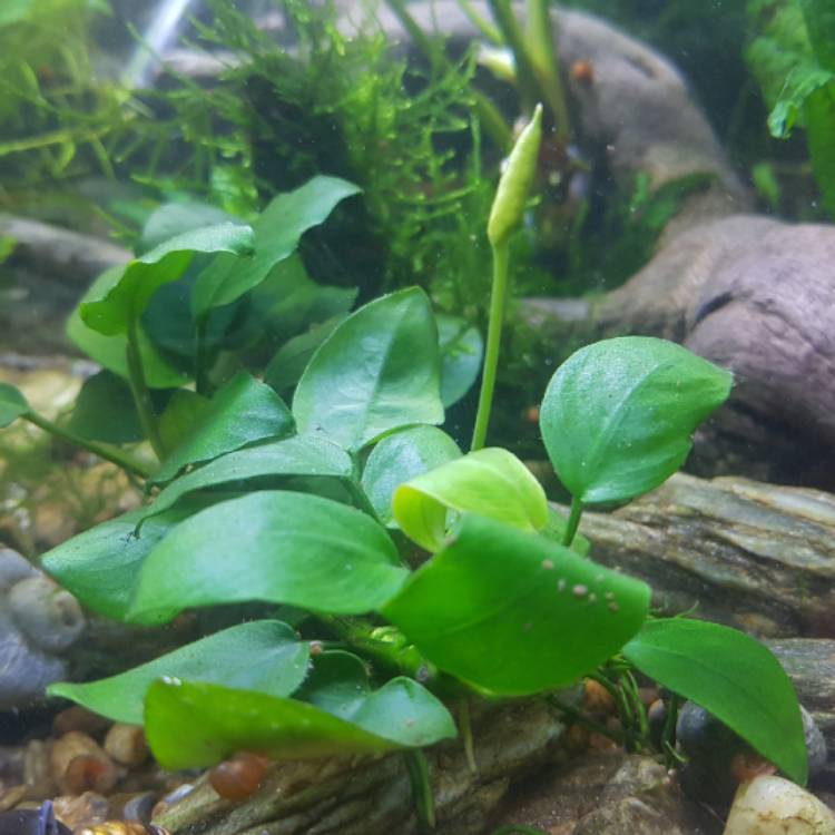 Plant image Anubias barteri var. nana