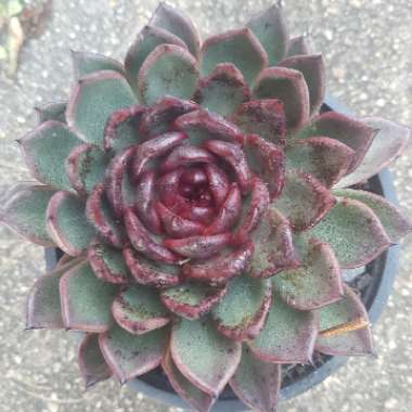Echeveria