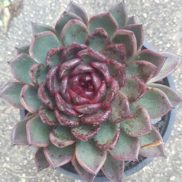 plant image 1478609