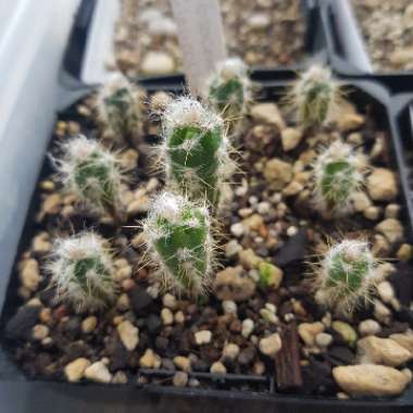 Pilosocereus glaucescens