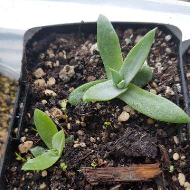 Dudleya brittonii