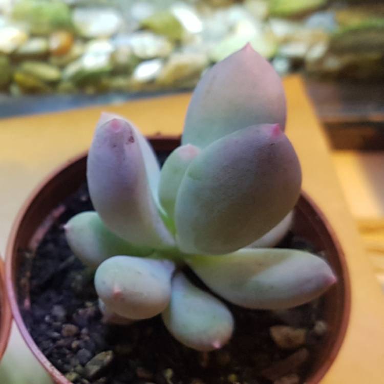 Plant image Pachyphytum Oviferum Mikadukibijin