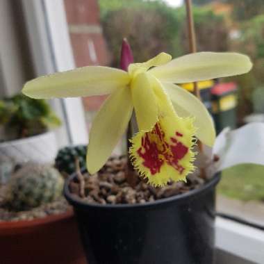 Pleione 'Apricot Brandy'
