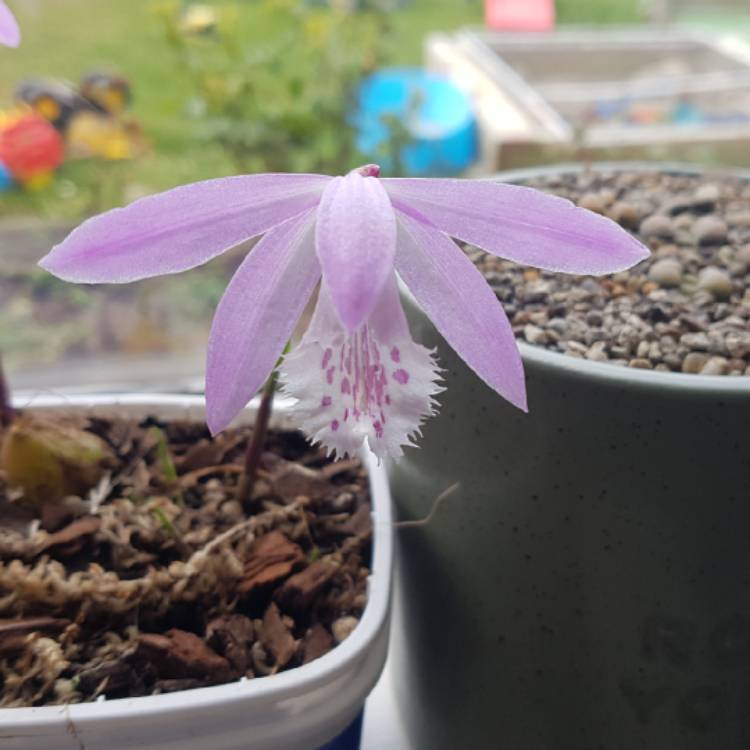 plant image 1535302