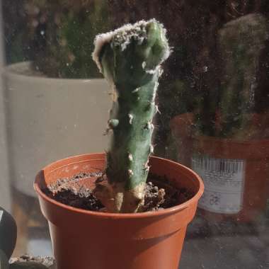 Monvillea Spegazzinii Cristata