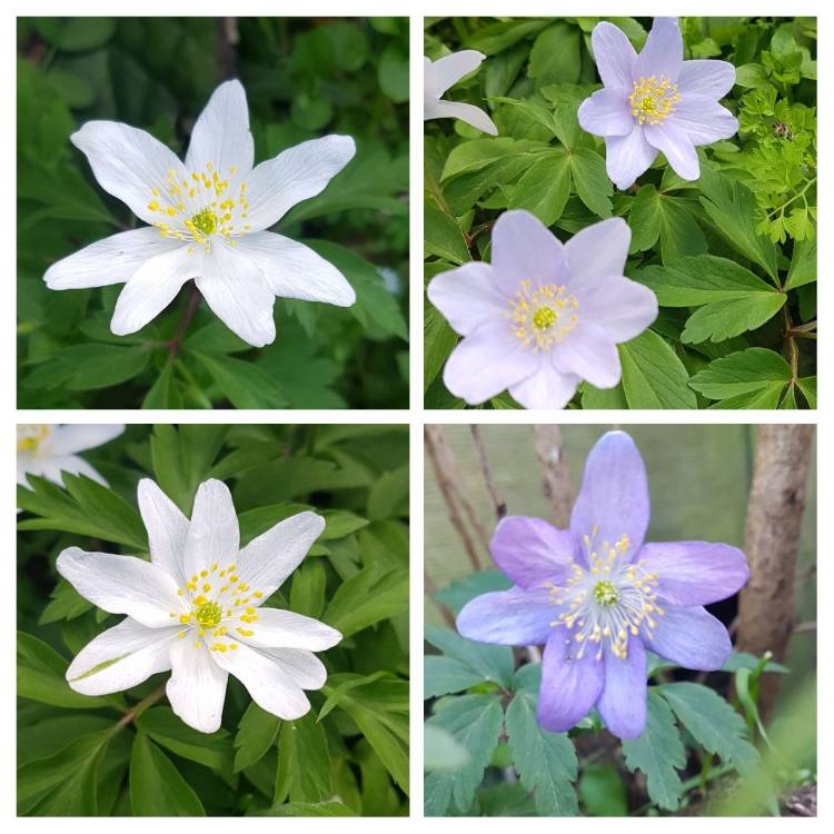 Plant image Anemone nemorosa 'Robinsoniana'