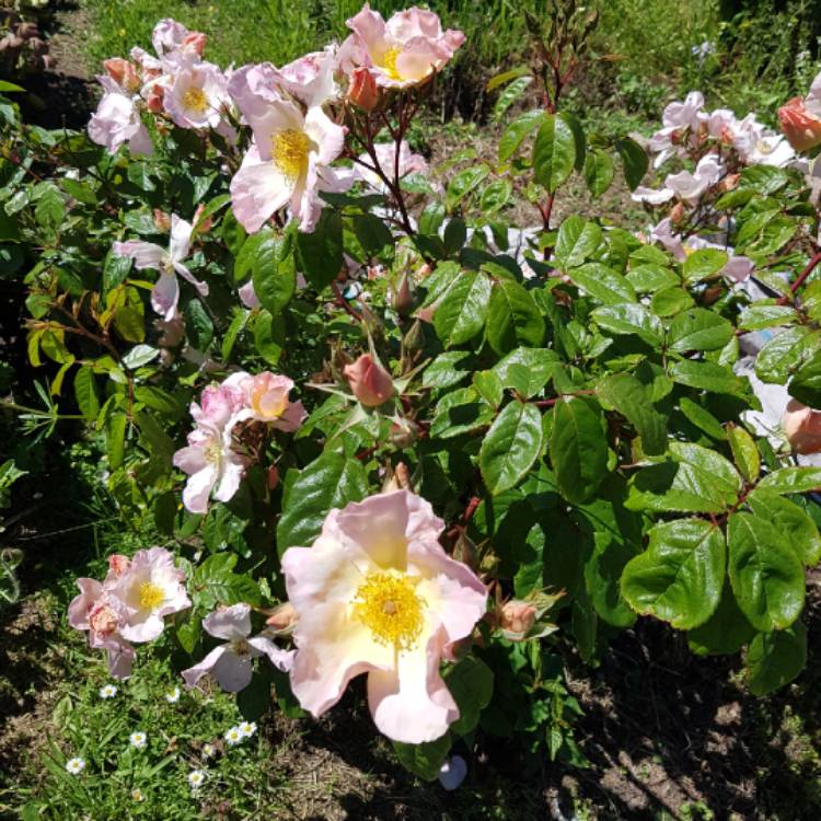Plant image Rosa 'Sally Holmes'