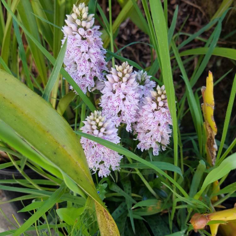 plant image 1549746 plant image 1549746